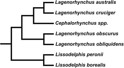 Vertebral Morphology in Partially Sympatric Dolphins: A 3D Approach